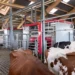 Brasil lidera ranking global de produção de leite por vaca com uso de tecnologia