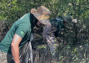 Fundação Florestal remove mais de 700 árvores e intensifica ações para conter o avanço do mangue-maçã 