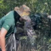 Fundação Florestal remove mais de 700 árvores e intensifica ações para conter o avanço do mangue-maçã 