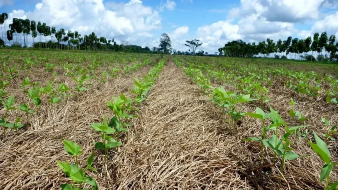 (Luiz Rodrigues Alves/EMBRAPA)

Este é um trecho original publicado em Exame.com. Leia a matéria completa em https://exame.com/agro/el-nino-godzilla-entra-no-radar-do-agro-e-comeca-preocupar-proxima-safra/?utm_source=copiaecola&utm_medium=compartilhamento