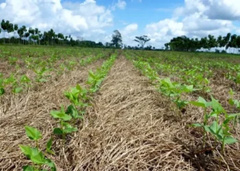 El Niño “Godzilla” entra no radar do agro