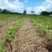 El Niño “Godzilla” entra no radar do agro