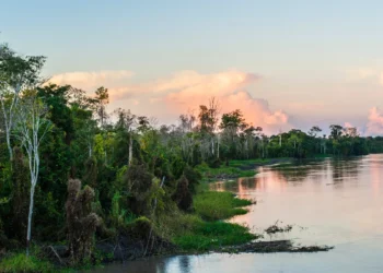Desmatamento cai 17% na Amazônia e atinge menor nível em oito anos