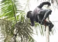Governo investe R$ 132 milhões na Amazônia