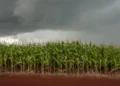 Altas temperaturas e irregularidade das chuvas acendem alerta no campo