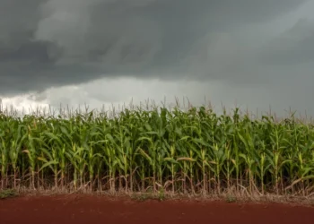 Altas temperaturas e irregularidade das chuvas acendem alerta no campo