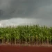 Altas temperaturas e irregularidade das chuvas acendem alerta no campo