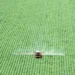 Superávit do agro paulista registra US$ 4,49 bilhões no 1º trimestre de 2026