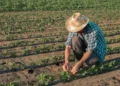 Produtor rural paulista amplia uso de capital próprio e redesenha comportamento no campo, aponta ABMRA