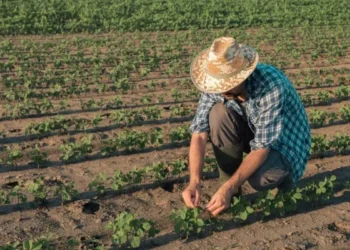 Produtor rural paulista amplia uso de capital próprio e redesenha comportamento no campo, aponta ABMRA