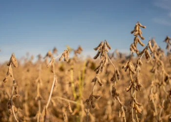 Preço da soja sobe no Brasil mesmo com queda externa