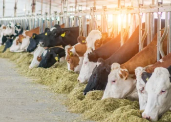 Calor extremo ameaça agro e pode gerar perdas bilionárias