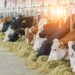 Calor extremo ameaça agro e pode gerar perdas bilionárias