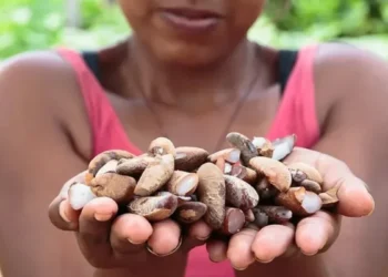 Startup transforma resíduo do babaçu em proteína sustentável e gera renda na Amazônia