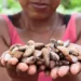 Startup transforma resíduo do babaçu em proteína sustentável e gera renda na Amazônia