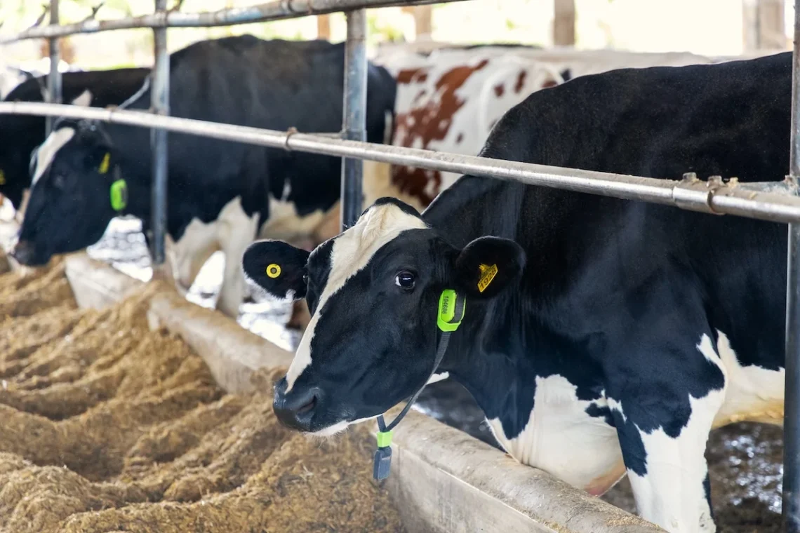 A Cowmed é pioneira no monitoramento de rebanhos leiteiros com IA, utilizando coleiras com sensores para rastrear saúde, comportamento, ruminação e bem-estar animal
A Cowmed é pioneira no monitoramento de rebanhos leiteiros com IA, utilizando coleiras com sensores para rastrear saúde, comportamento, ruminação e bem-estar animal
Divulgação / Cowmed