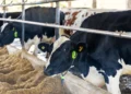 Cowmed projeta salto de 65% em 2026, impulsionada por IA e expansão internacional