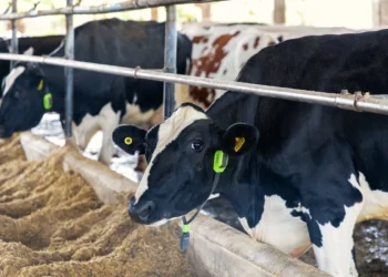 Cowmed projeta salto de 65% em 2026, impulsionada por IA e expansão internacional