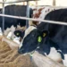 Cowmed projeta salto de 65% em 2026, impulsionada por IA e expansão internacional