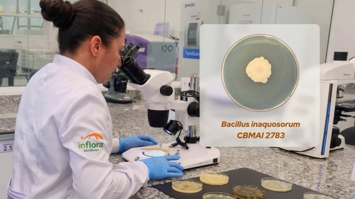 Bacilo de uso inédito no agro brasileiro amplia o combate biológico aos nematóides
/Divulgação