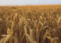 Safras reduz projeção da colheita de trigo no Brasil em 2026