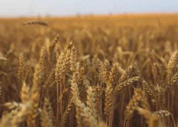 Safras reduz projeção da colheita de trigo no Brasil em 2026