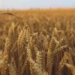 Safras reduz projeção da colheita de trigo no Brasil em 2026