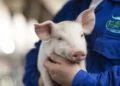 Imunocastração avança na suinocultura moderna ao aliar eficiência produtiva, previsibilidade e bem-estar
