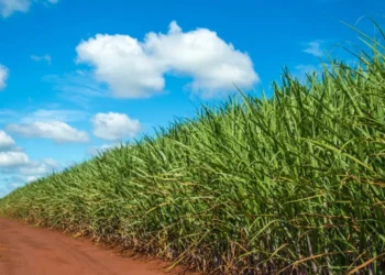 Grupo UbyAgro conquista 1º lugar em Nutrição Vegetal no setor sucroenergético 