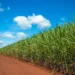 Grupo UbyAgro conquista 1º lugar em Nutrição Vegetal no setor sucroenergético 