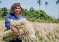 Coletores de sementes ajudam a preservar o Cerrado e recuperar áreas degradadas