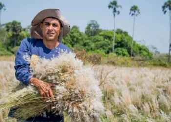 Coletores de sementes ajudam a preservar o Cerrado e recuperar áreas degradadas