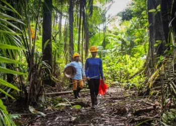 Brasil quer liderar bioeconomia, mas biodiversidade ainda é prioridade para poucas empresas