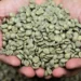 Mercado global de café verde registra avanço de 0,8% nas exportações
