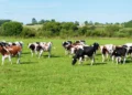 Exportações de carne bovina podem cair até 10% com restrições da China