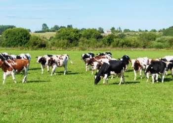 Exportações de carne bovina podem cair até 10% com restrições da China