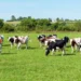Exportações de carne bovina podem cair até 10% com restrições da China