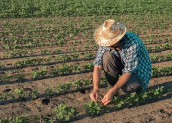 Do campo à mesa: produção de pequenos agricultores diminui o desperdício de alimentos