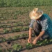 Do campo à mesa: produção de pequenos agricultores diminui o desperdício de alimentos