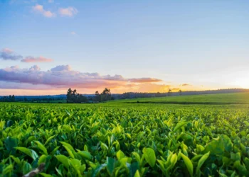 Agro bate recorde e responde por quase metade das exportações do Brasil