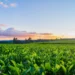 Agro bate recorde e responde por quase metade das exportações do Brasil