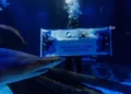 Grupo Oceanic e Fundação Projeto Tamar lançam projeto inédito no Sul do Brasil sobre a vida nas profundezas do oceano