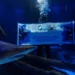 Grupo Oceanic e Fundação Projeto Tamar lançam projeto inédito no Sul do Brasil sobre a vida nas profundezas do oceano