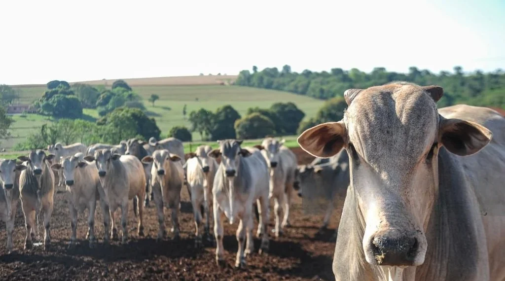 Agronegócio é pressionado a reagir após Reino Unido também anunciar restrições à carne brasileira