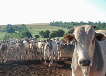 Agronegócio é pressionado a reagir após Reino Unido também anunciar restrições à carne brasileira