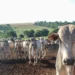 Agronegócio é pressionado a reagir após Reino Unido também anunciar restrições à carne brasileira