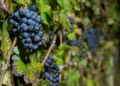 Vitivinicultura brasileira consolida expansão e alta produtividade