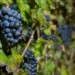 Vitivinicultura brasileira consolida expansão e alta produtividade