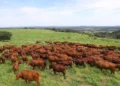 Pioneira no país, Fazenda Santa Silvéria fortalece genética Bonsmara para a pecuária tropical