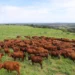 Pioneira no país, Fazenda Santa Silvéria fortalece genética Bonsmara para a pecuária tropical